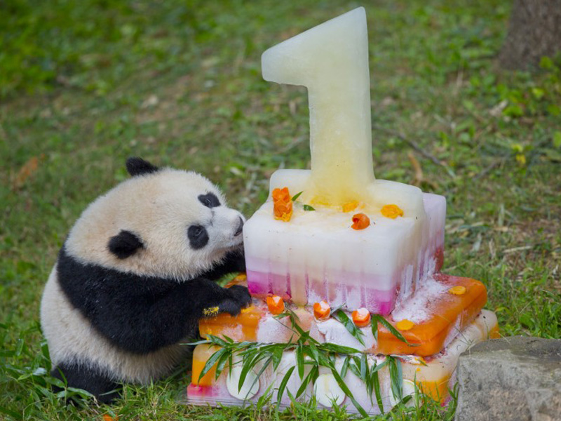  Bao Bao eating cake