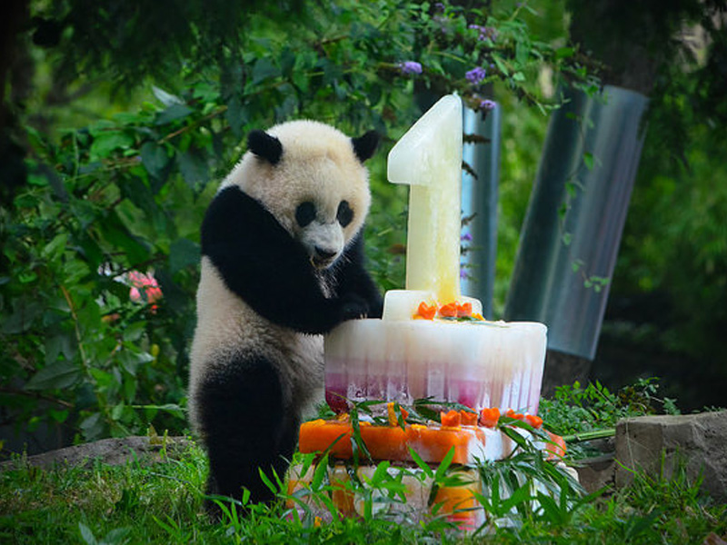 Birthday cake for Bao Bao