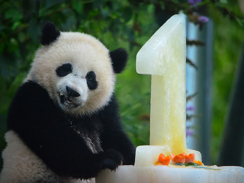  Bao Bao loves cake