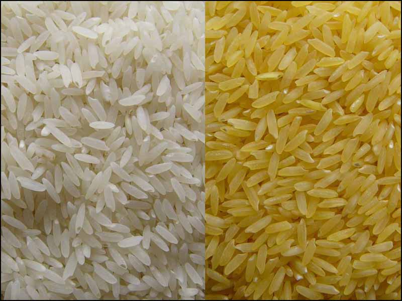 GMO rice