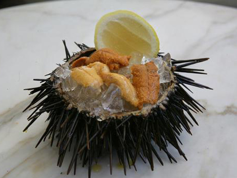 Sea Urchin eaten alive