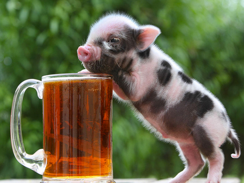 teacup pig  with beer