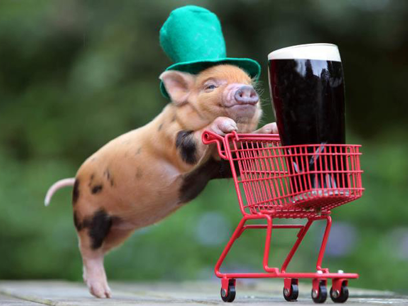 teacup pig Irish costume
