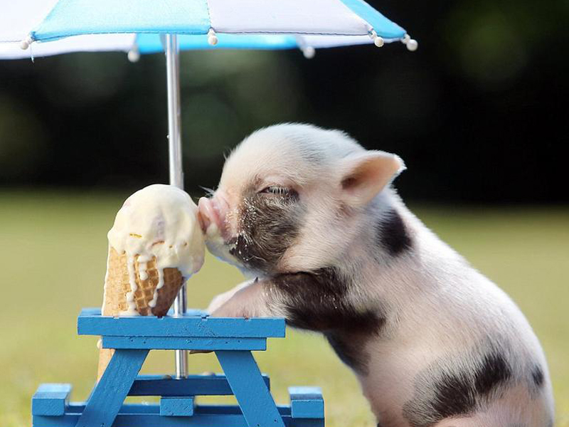 teacup pig  with ice cream
