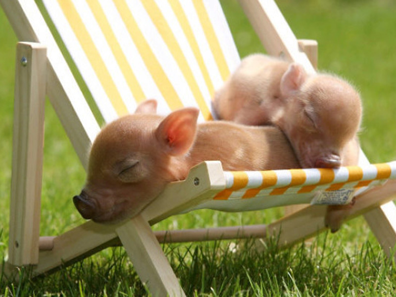 teacup pigs sleeping