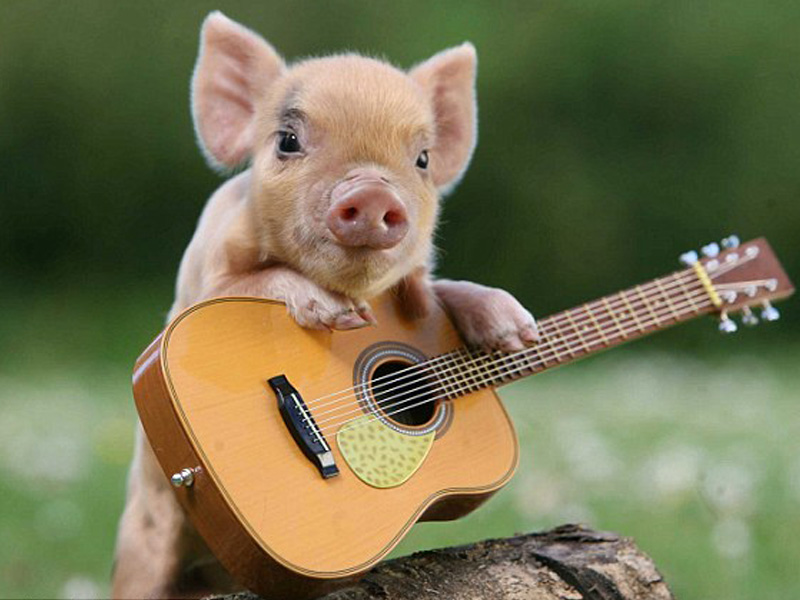 teacup pig with guitar