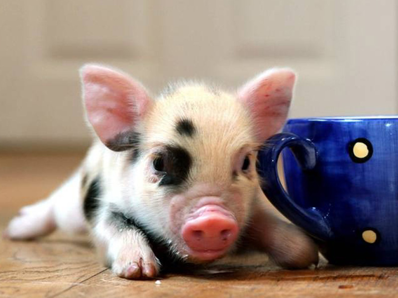 teacup pig with teacup
