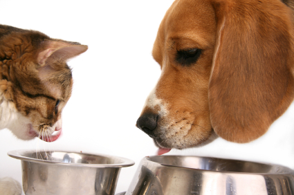 dog-cat-eat_1306653745