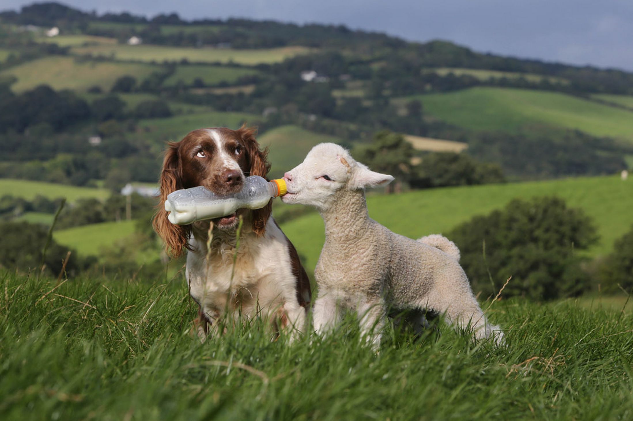 Jess, the ultimate Springer Spaniel Sheep Dog with bottle of milk feeding the orphaned lamb called Shaun in Devon