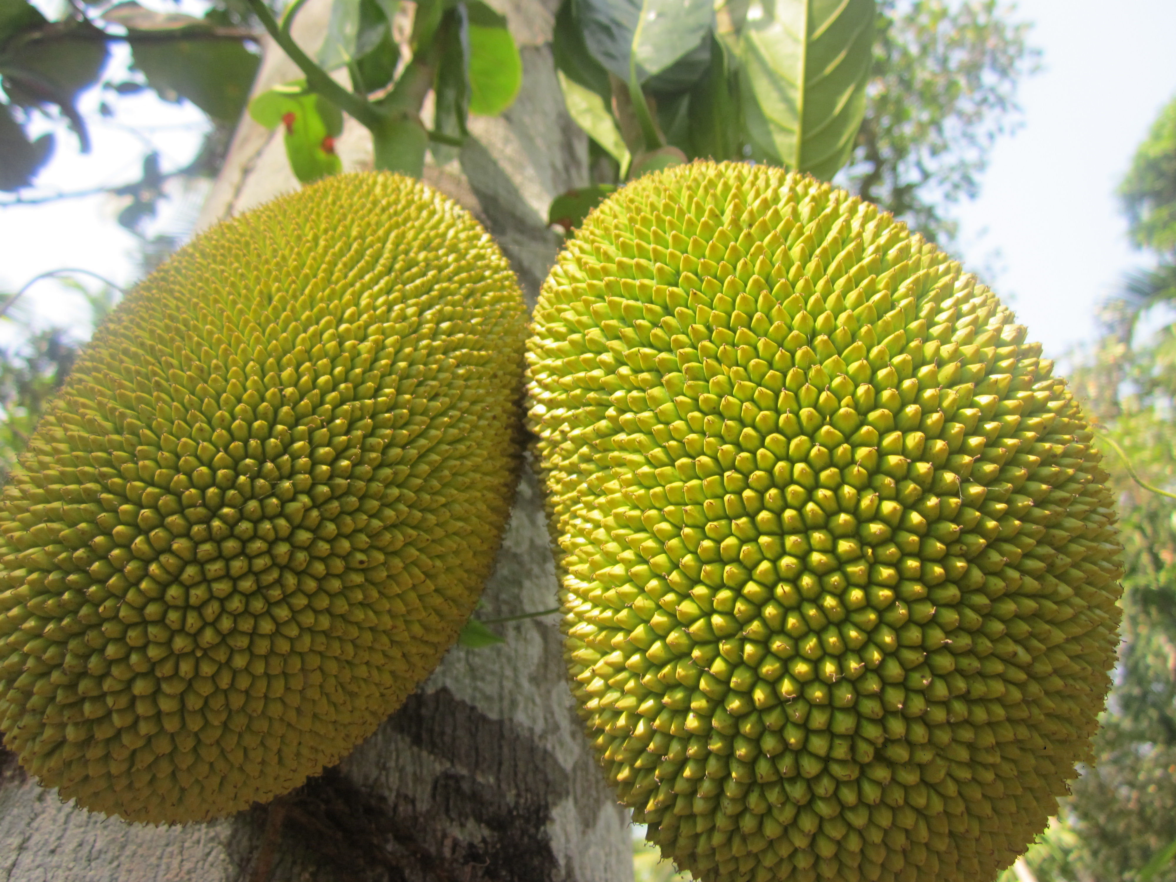 ripe_jackfruit