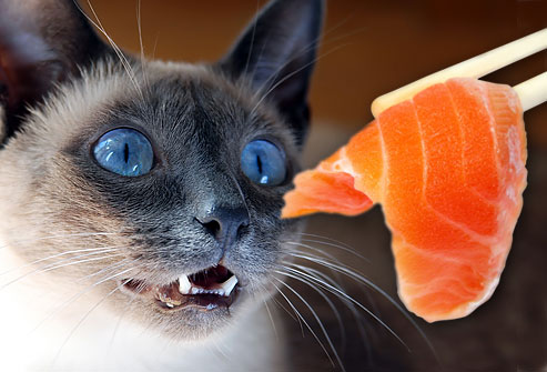 Cats and hotsell raw fish