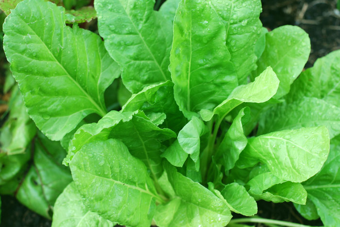rsz_healthy-spinach-plant