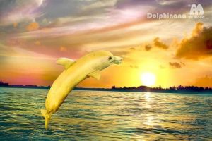 dolphinana_compressed