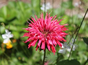 bee balm