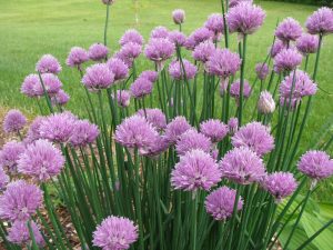 chives