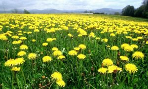 dandelions