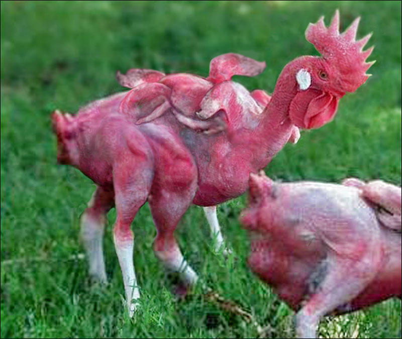 mutant-chicken-final-copy-1