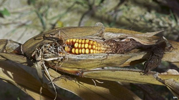 _84871461_c0164272-maize_zea_mays_in_drought-spl