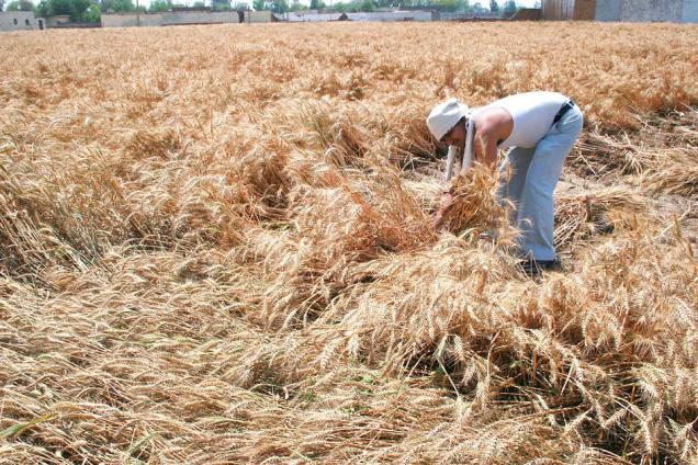 it_rains_in_the_village_but_fields_remain_dry_small_farmers_and_crop_production_are_under_stress_in_the_face_of_climate_change