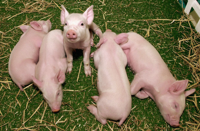 animals-cloned-for-food-banned-eu-670