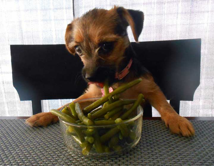 GreenBEans