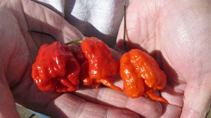 Peppers