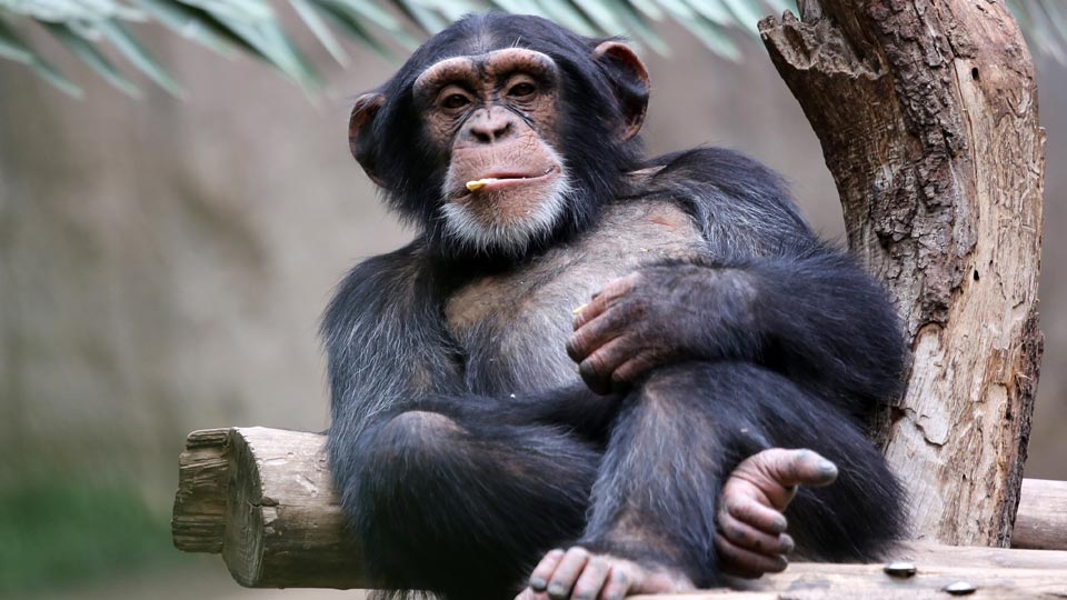 chimpanzee-webcam