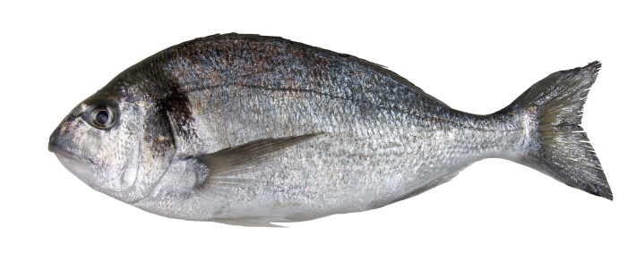 SeaBream