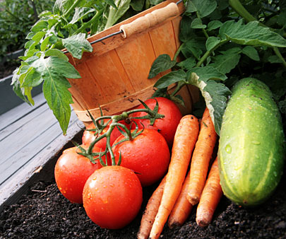 Vegetable_Garden