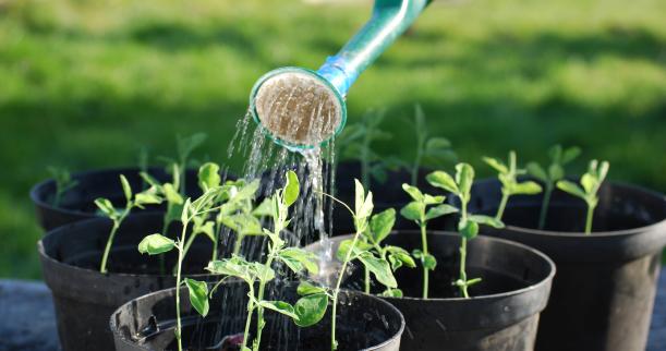 Watering