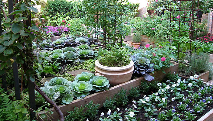 cooks-garden-northeast-1