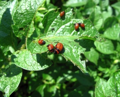 green-tips-and-recipes-to-keep-your-garden-pest-free