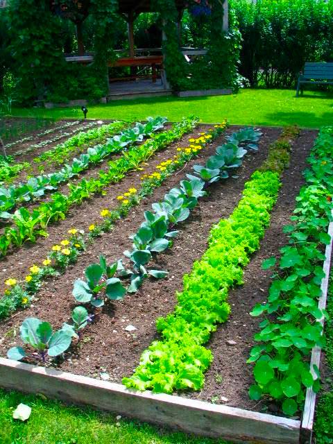 vegetable-garden-design-ideas-3