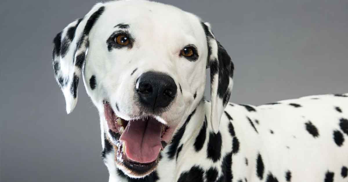 Here’s Why Your Dalmatian Is More Prone To Developing Kidney Stones And ...