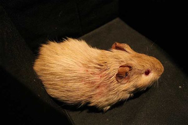 Your Guinea Pig Is Vulnerable To Scurvy: Prevent It With A Vitamin C ...