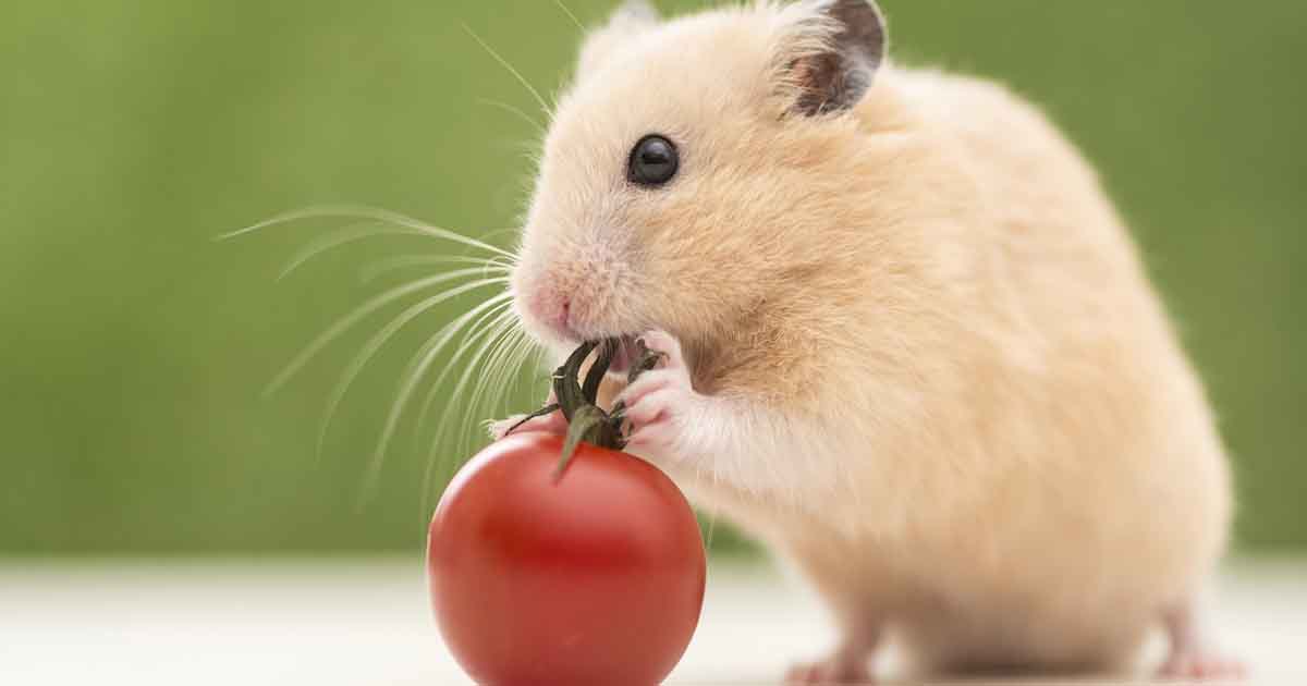 Hamster tomato shop