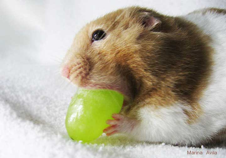 hamster-eating-grape-150721