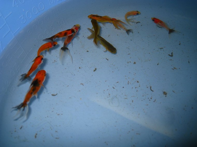 Goldfish fry outlet in pond