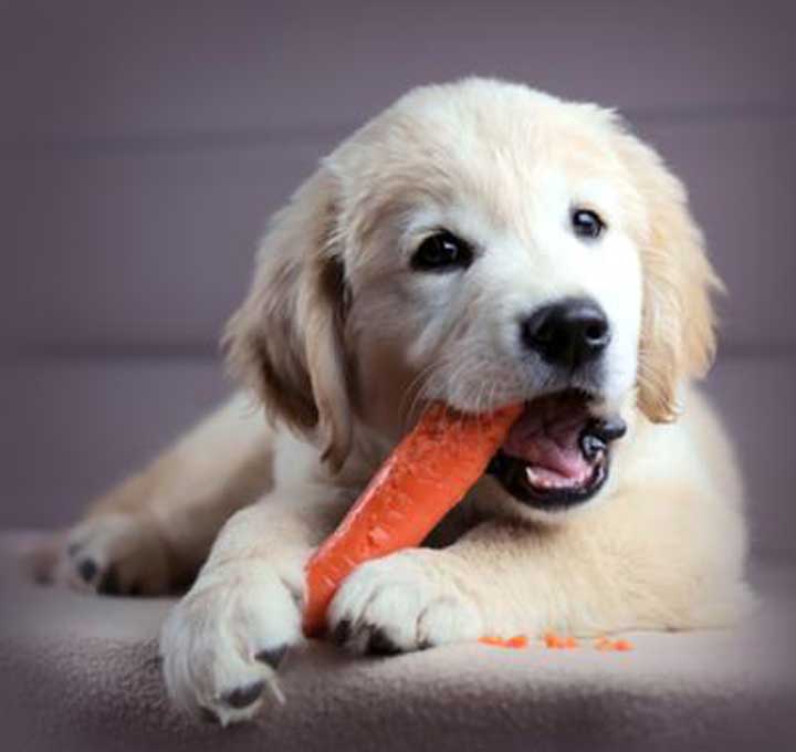 Golden shop retriever teething