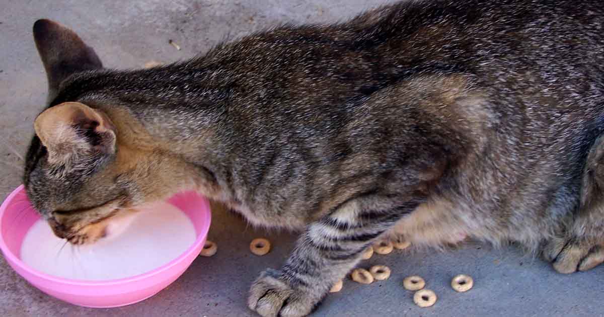 Snapshot of Lactose Intolerance In Cats Symptoms Including Tremors