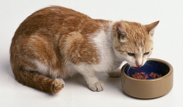 What to feed 2024 your pregnant cat