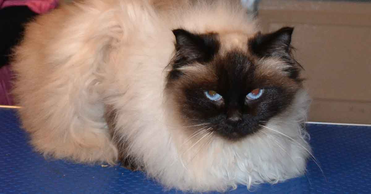 Keep Your Cat’s Coat Healthy With These Nutrition Tips HungryForever