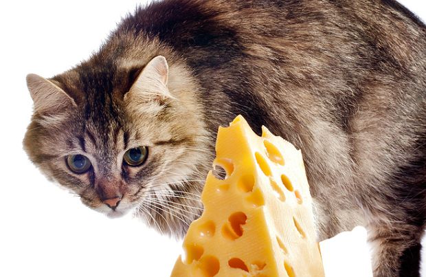 Cat eating cheese
