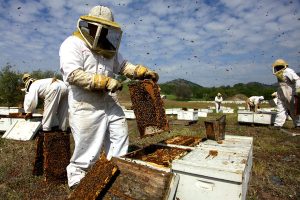 honey-production-in-Spain