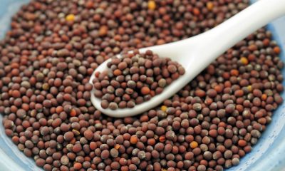 Mustard Is Closer To Becoming The First GM Food Crop in India