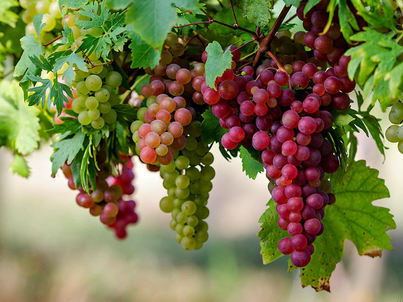 ig-international-exporting-grapes-europe