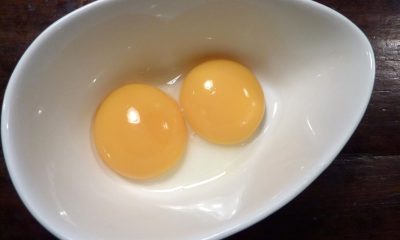 egg-from-yolk