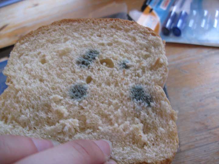 A Handy Guide To Which Mouldy Foods Are Okay To Eat Or To Throw Away